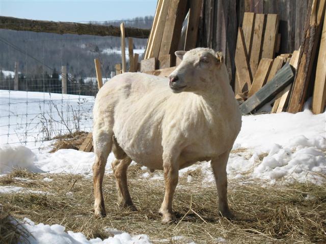 Photos de moutons de fermette familiale Img_0011