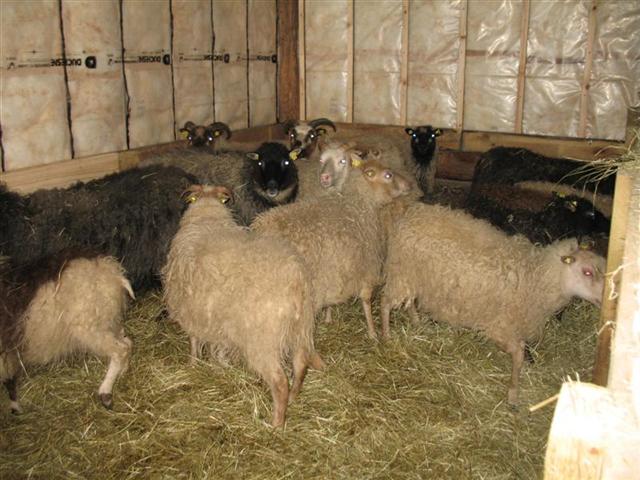 Photos de moutons de fermette familiale Img_0012