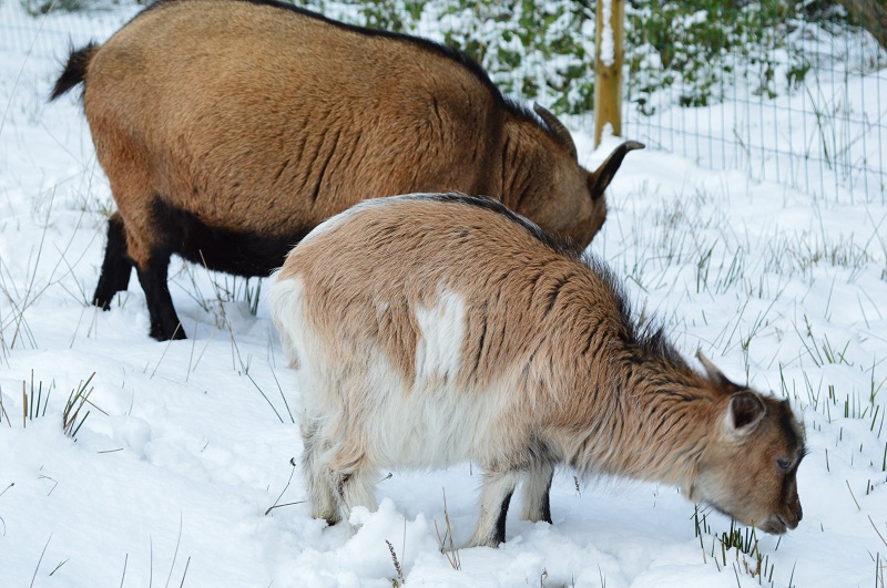 la neige et nos chèvres... 023_bi10