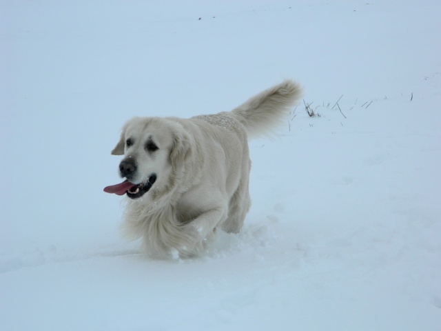 Les chiens et la neige  02910