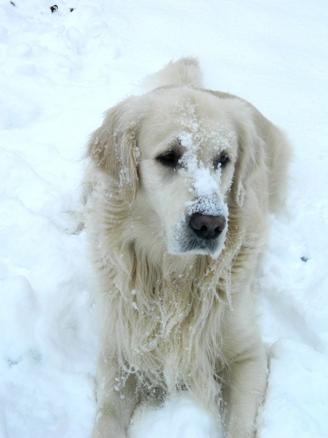 Les chiens et la neige  Dimanc10