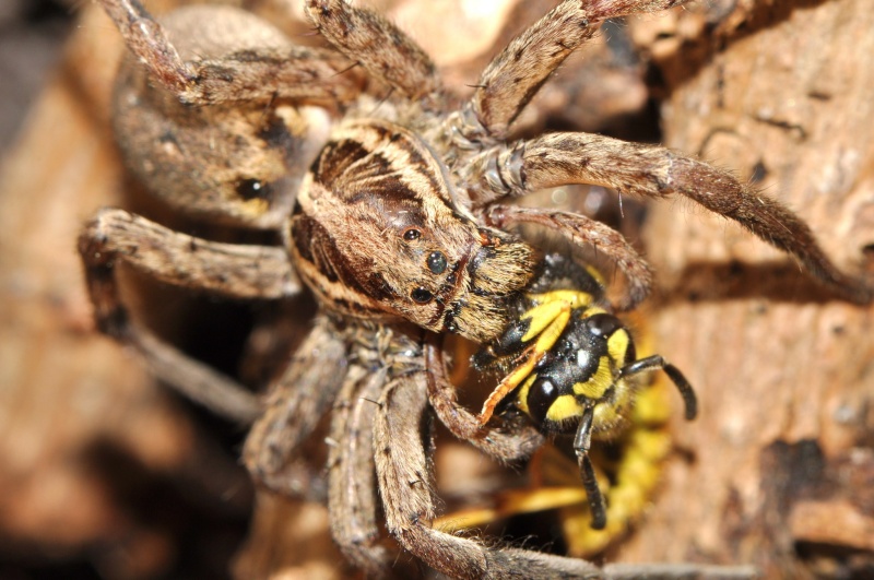 le festin des araignées   A_1112