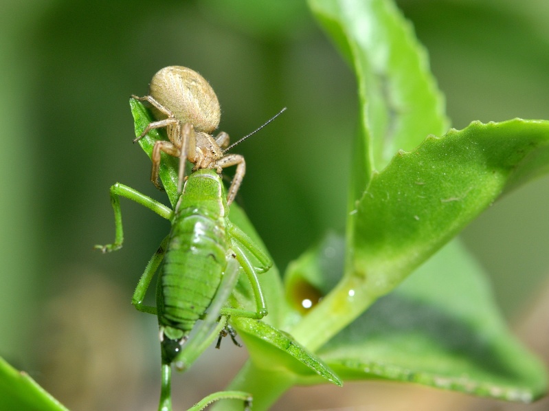 le festin des araignées   A_1311