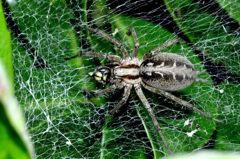 le festin des araignées   B_23210
