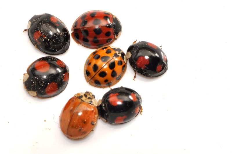 belles familles de Coccinelles Ddddf_10