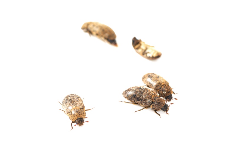 petit coléoptères  environ 5 m/m  Hhh_0210