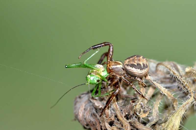 araignée ou pas ???  Jklm_011