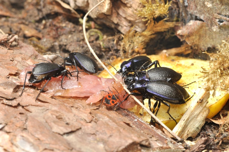 Info pour élevage de carabes Carabus auronitens Sdf_0310