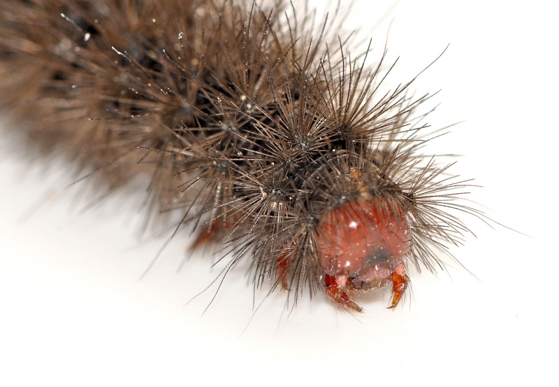 peut-être Spilosoma lubricipeda Ww_03010