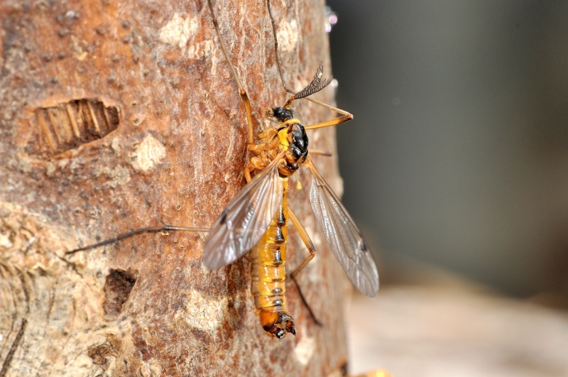 [Ctenophora pectinicornis] tipule mais la quelle ??? 25 m/m Zza_0210