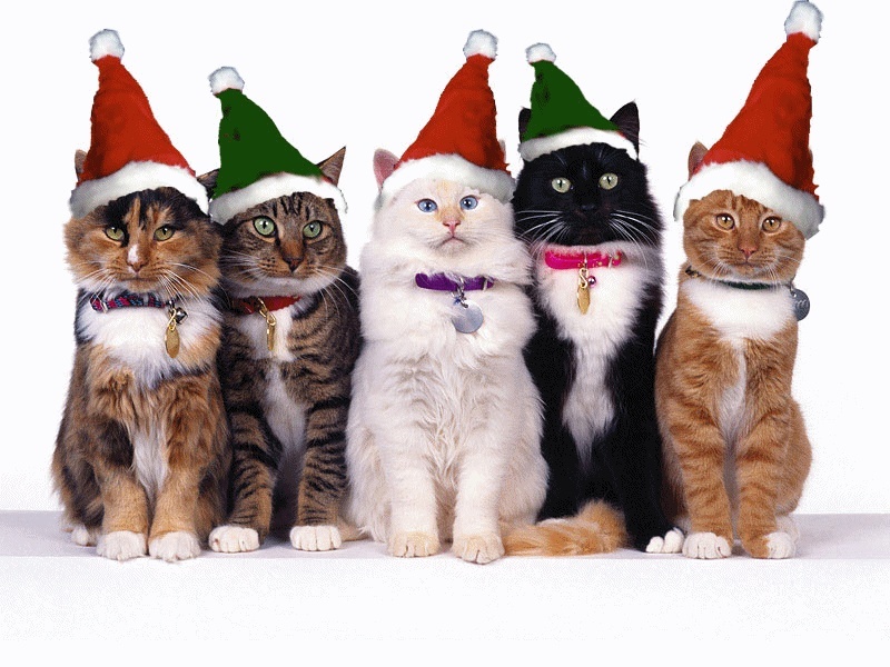 c'est aussi Noël pour nos animaux.... 711