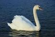 le retour Cygne10