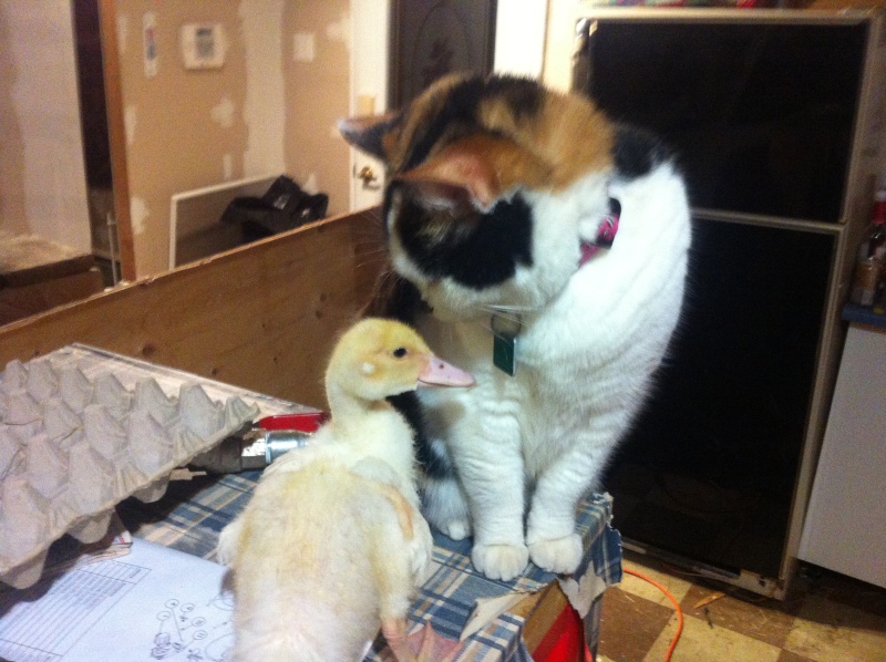 Canard et chat! Img_0911