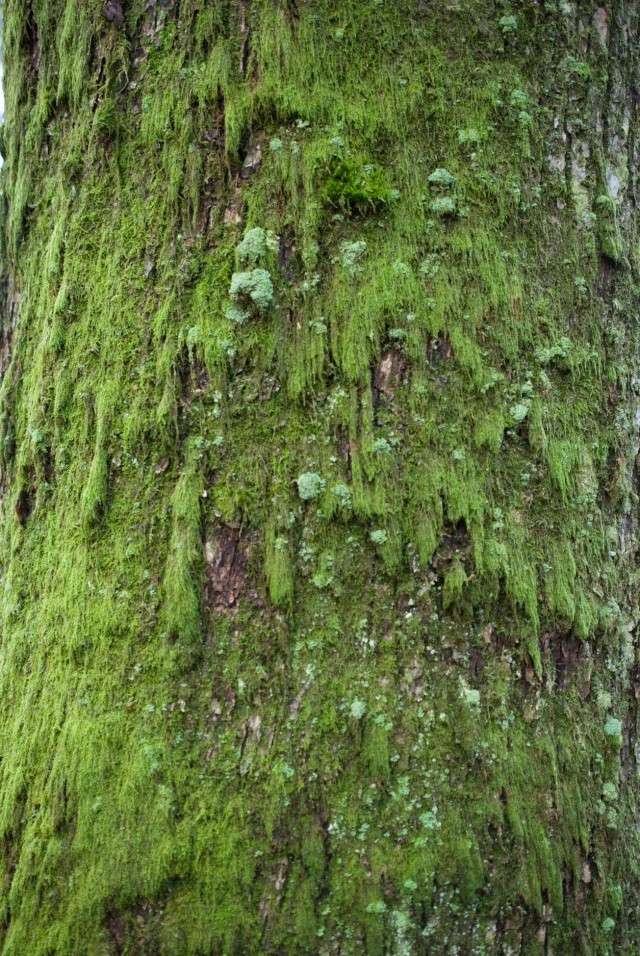 premiers essais en macro sur des lichens Lich110