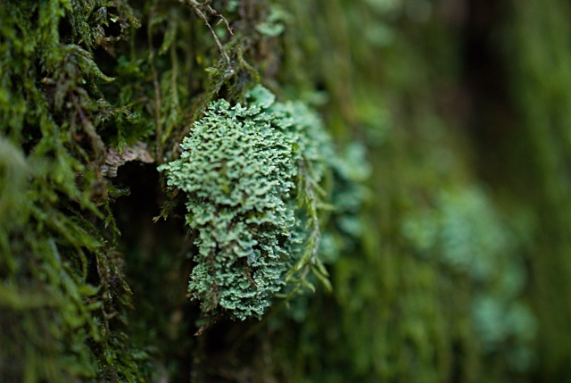 premiers essais en macro sur des lichens Lich210