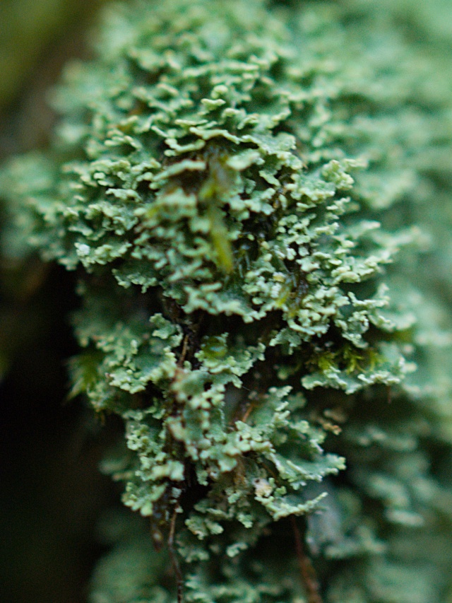 premiers essais en macro sur des lichens Lich410