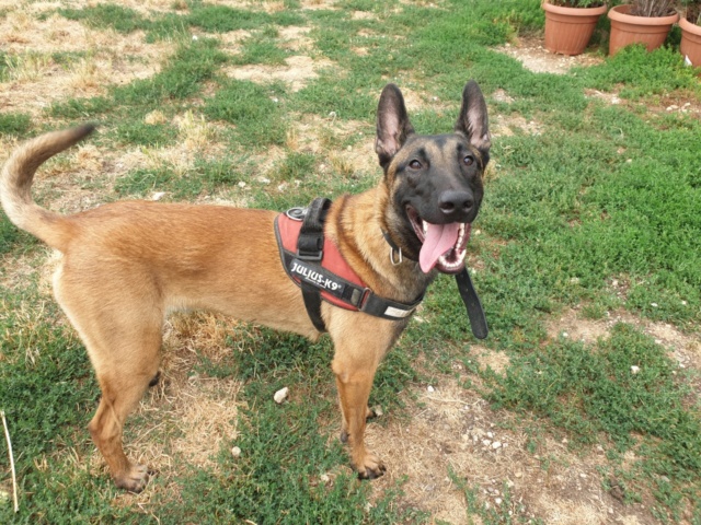 Falco, Berger Belge Malinois, né en 2018 - SLPA Amance. Falcom12