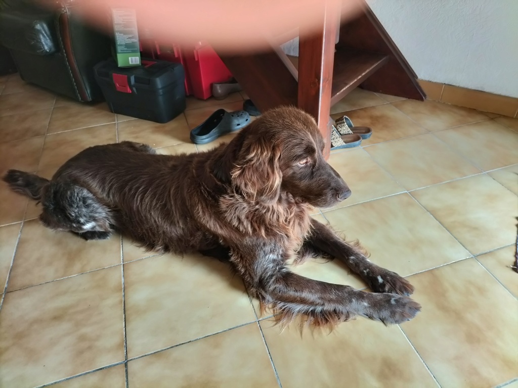 Mon chien est mort