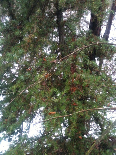 Mon premier genévrier (juniperus communis) Img_0740