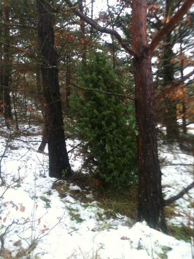Mon premier genévrier (juniperus communis) Img_0742