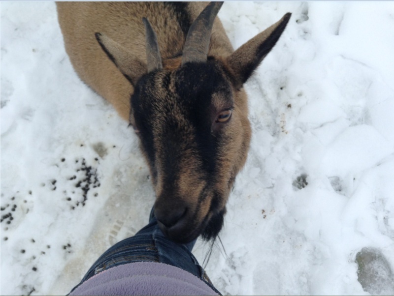 Mes petites Craspouilles et la neige! Nonnet11