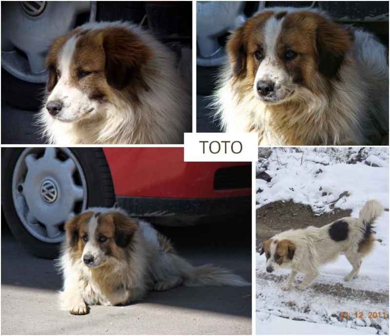 LES URGENCES DE TAMARA et PIATRA Toto_m10