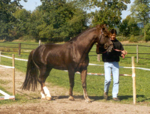 Cheval chocolat