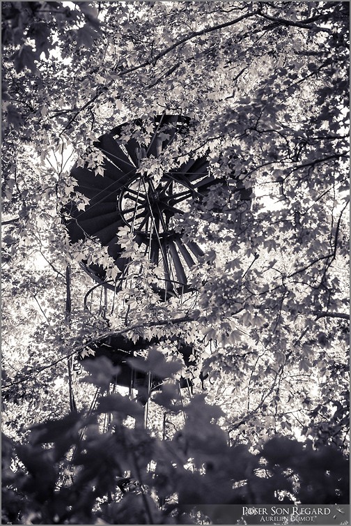 Windmill under the trees Dsc_8614