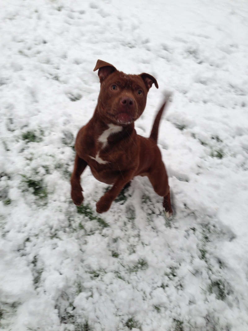 Stanley in the snow Img_1014