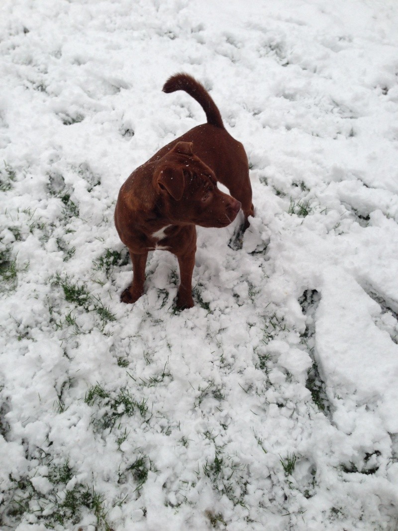 Stanley in the snow Img_1017