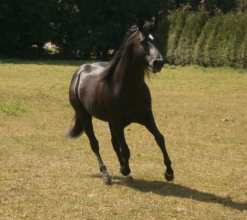 A Peppy Thunder Boy, étalon Quarter horse Peppy10