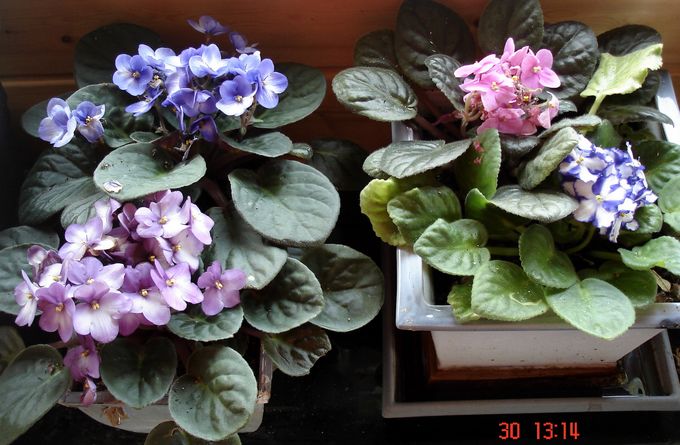 les fleurs d'intérieur pendant l'hiver Saintp10