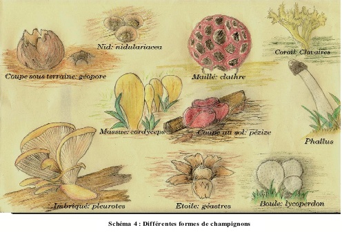 Types et formes de champignons Formes11