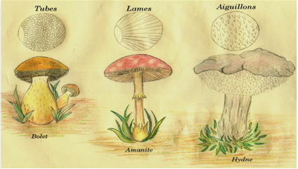 Types et formes de champignons Types10