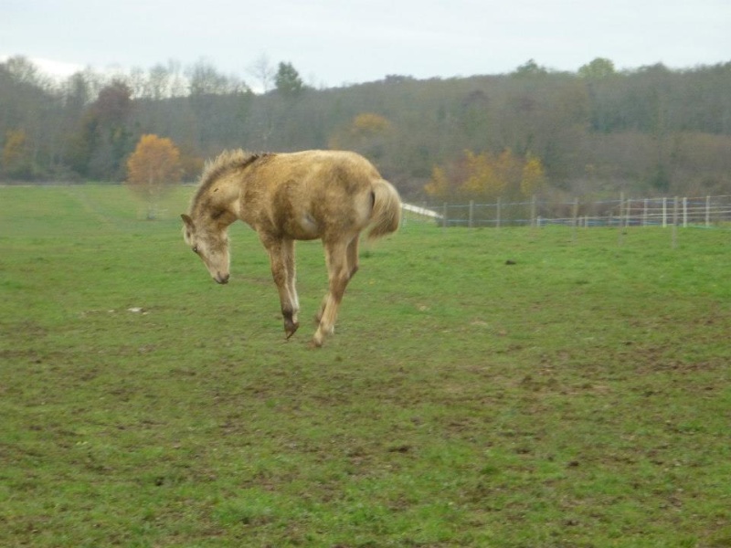 CHADOW - ONC Poney né en 2012 - adopté en septembre 2013 par Charlotte Chadow11