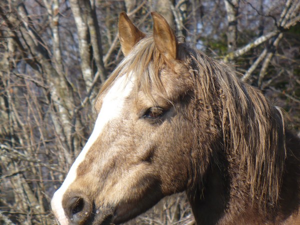 DONOMA - ONC Poney née en 2005 - adoptée en juillet 2014 par fandecox Donoma10