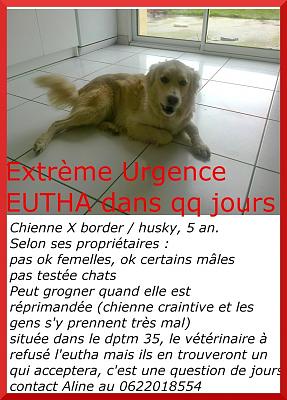  EXTREME URGENCE EUTHA toute proche pour une femelle X border / husky PAR: 35 X_bord11