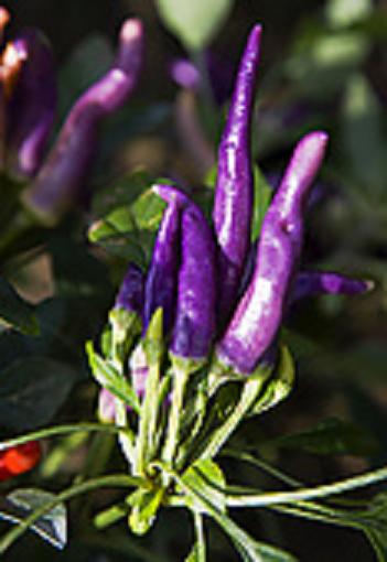 Chili purple 113