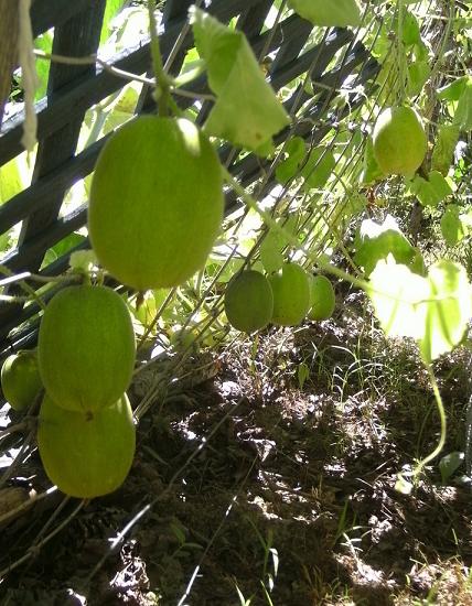 Limun (mango) melon-Limun dinja ili Mango dinja 116