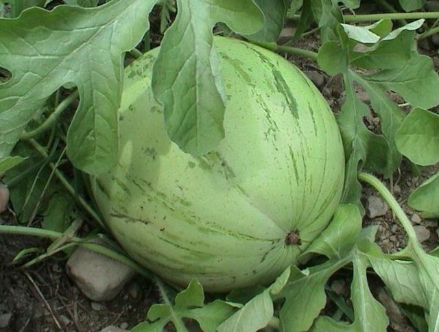 Watermelon Osh Kirgizia-Lubenica jako slatka 119