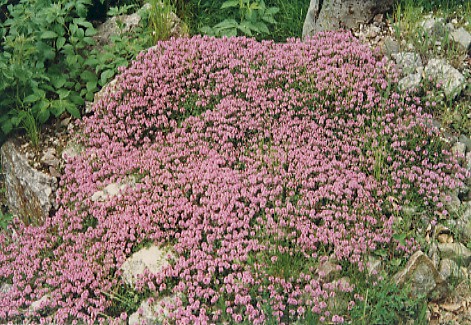  Thymus serpyllum - Majcina dusica 20050910