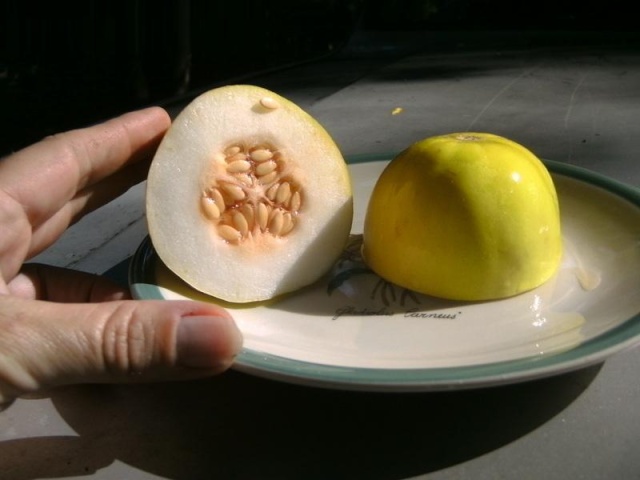 Limun (mango) melon-Limun dinja ili Mango dinja 214