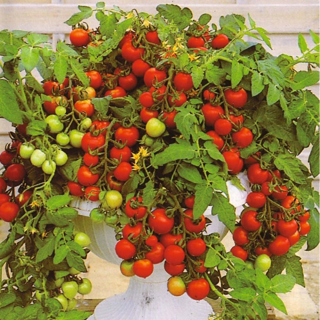 Maya-chery paradajz saksijski crveni 87964510