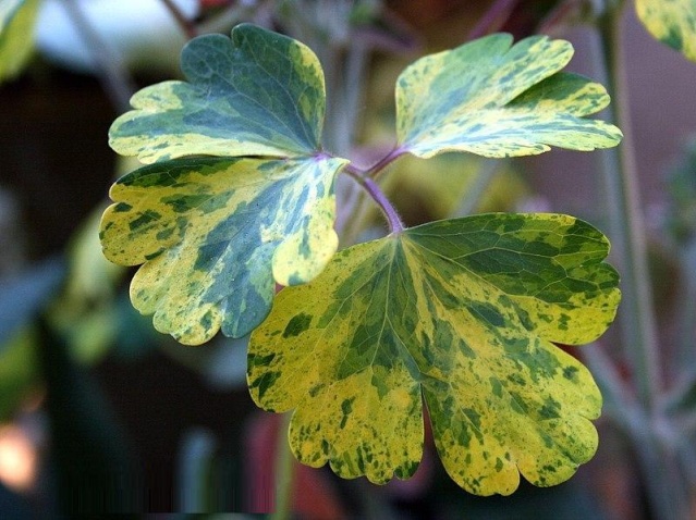 Aquilegia vulgaris-Leprechaun Gold-retka vrsta Aad6c210