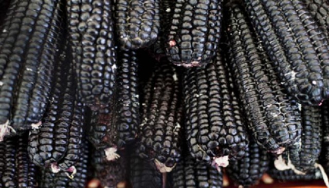 Crni kukuruz-desetak-prirodno seme Dsc_2210