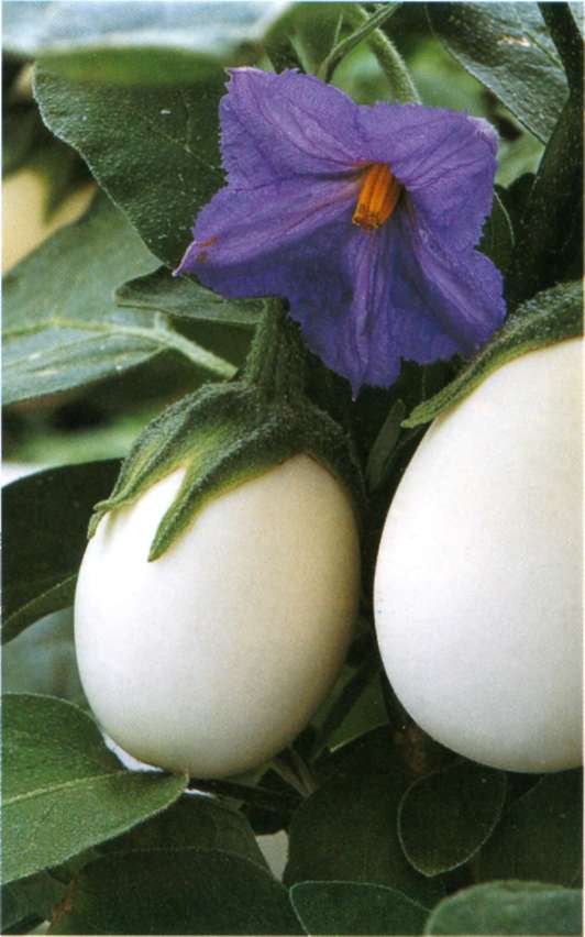 Solanum melongena Egg tree-biljno jaje Flower10