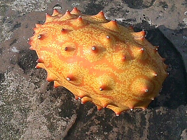Kiwano-African Horned Melon Kiwano10
