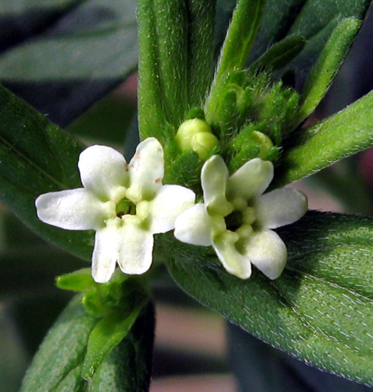 Lithospermum officinale- Vrapcije seme Lithos12