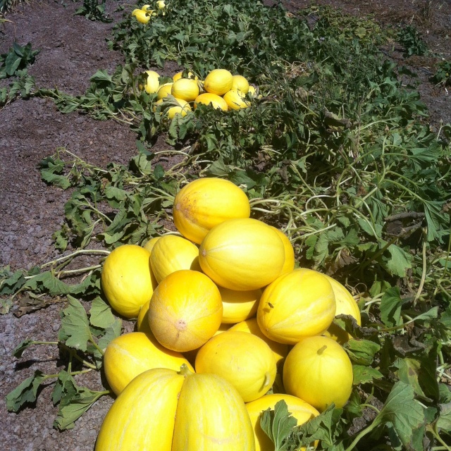 Canary melon-zimska dinja Melons10