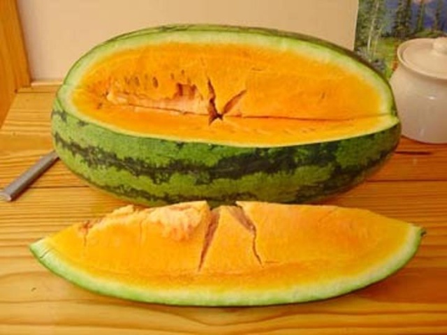 Orangeglo watermelon-Lubenica narandzastog mesa Orange10